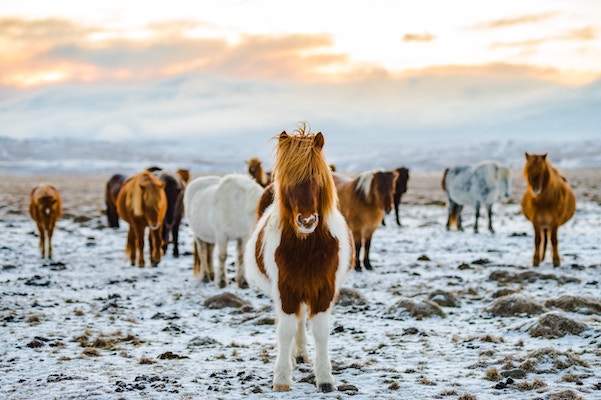 several long-haired, white and brown donkeys on snowy plane